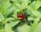 Cornus suecica, the dwarf cornel or bunchberry