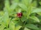 Cornus suecica, the dwarf cornel or bunchberry