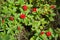 Cornus suecica, dwarf cornel or bunchberry