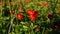 Cornus suecica, dwarf cornel, bunchberry. Red berries, foliage, sunny weather, forest plants.