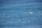 Cornwall, UK - small fishing boat with fisherman floating on the ocean near Porthcurno beach