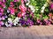 Corolful ornamental petunia flowers blooming on wall and concrete floor background