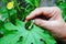 Corolla aka karela has bitter taste but good for health. Senior aged woman showing flower bud of Corolla at her home garden.