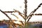 Corolla with corn plant spikelets in the rays of the setting sun