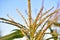 Corolla with corn plant spikelets in the rays of the setting sun