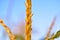 Corolla with corn plant spikelets in the rays of the setting sun