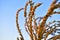 Corolla with corn plant spikelets in the rays of the setting sun