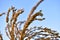 Corolla with corn plant spikelets in the rays of the setting sun