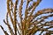 Corolla with corn plant spikelets in the rays of the setting sun