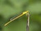 Coromandal marsh dart, Damselfly, Ceriagrion coromandelianum, Mumbai, Maharashtra, India