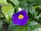 Coromandel Flower - Chinese Violet - Asystasia Gangetica - Garen - Flower - Plants - Nature