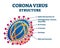 Corona virus biological structure, labeled vector illustration diagram