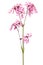 Coronaria flos-cuculi flower