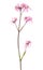 Coronaria flos-cuculi Lychnis flos-cuculi flower