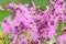 Coronaria flos-cuculi (Lychnis flos-cuculi) flowers