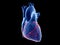 The coronary arteries
