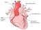 The coronary arteries of the heart