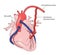 Coronary artery grafts