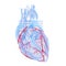 The coronary blood vessels of the heart