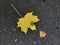 Coronavirus autumn. Yellow maple and birch leaf on wet asphalt. Virus