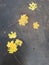 Coronavirus autumn. Yellow maple and birch leaf on wet asphalt. Virus