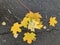 Coronavirus autumn. Yellow maple and birch leaf on wet asphalt. Virus. Influenza