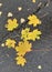 Coronavirus autumn. Yellow maple and birch leaf on wet asphalt. Virus. Influenza