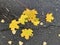 Coronavirus autumn. Yellow maple and birch leaf on wet asphalt. Virus. Influenza