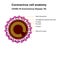 Coronavirus cell structures and anatomy. Labeled with morphology of proteins, ribosomes, RNA, and cell envelope, cover-19