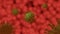 Coronavirus Covid-19 cells animation with blood cells background