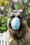 Coronavirus mask on German Shepherd Dog outside. Concept about Lockdown, Flatten the Curve, Social Distancing, State of Emergency