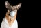 Coronavirus medical mask on German Shepherd dog. Concept about animals agaist coronavirus covid19  Black Background with Copy
