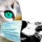 Coronavirus mixed media collage background. Domestic cat with green eyes wearing protective face mask