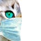 Coronavirus mixed media collage. Domestic cat with green eyes wearing protective face mask