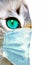 Coronavirus mixed media collage. Domestic cat with green eyes wearing protective face mask