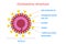 Coronavirus virion structure diagram. Stock vector illustration