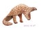 Coronavirus, Wuhan virus, carrier, watercolor animal pangolin