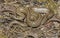 Coronella austriaca - smooth snake