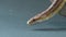 Coronella brown snake crawling on wooden snag at black background. Close up. Slow motion