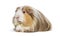 Coronet cavy, Guinea pig against white background