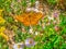 Coronis fritillary butterfly