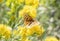 A Coronis Fritillary Butterfly Speyeria coronis Gathering Pollen on Bright Yellow Flowers