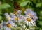 Coronis Fritillary, Speyeria Coronis, Butterfly on Colorado Wildflowers, Bear Creek Trail, Telluride, Colorado