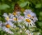 Coronis Fritillary, Speyeria Coronis, Butterfly on Colorado Wildflowers, Bear Creek Trail, Telluride, Colorado #2