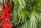 Corozo tropical fruit - Bactris guineensis -