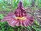 Corpse flower growing and blooming in the backyard, in the morning taken from a eye level view