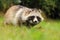 Corpulent raccoon dog