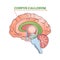 Corpus callosum educational brain part location in brain outline diagram
