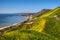 Corral Canyon Super Bloom