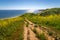 Corral Canyon Super Bloom